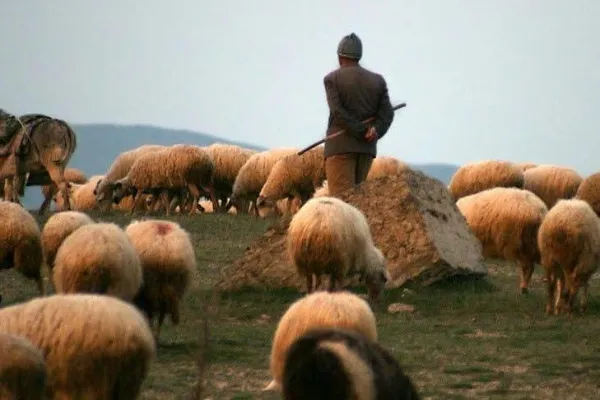  iki kişi arasında hayvan otlatma sebebiyle çıkan tartışmada bir kişi av tüfeğiyle vuruldu.