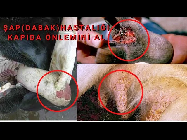 Kaynarca da Şap Hastalığı Yayılıyor, Lütfen Herkes Duyarlı olsun