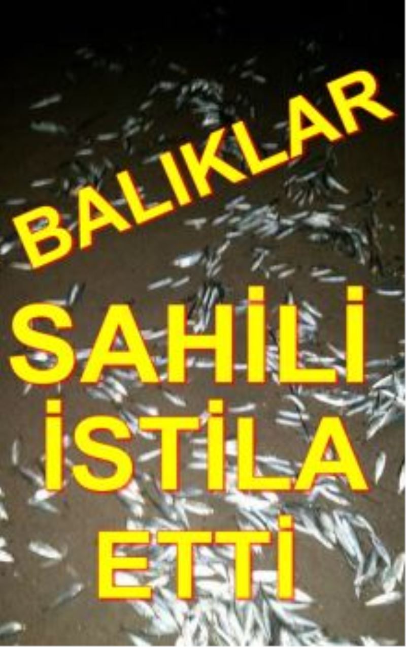 Karaboğaz ve Babalı Sahilini Balıklar İstila Etti