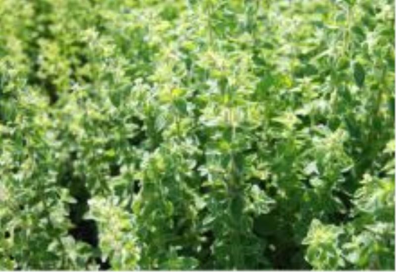 Kaynarca`da İlk kez dikilen İstanbul kekiğinin hasadı yapıldı