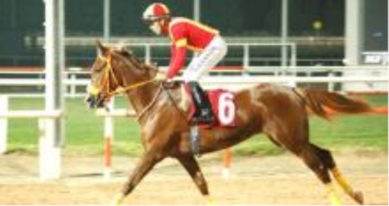 KAYNARCA isimli At,Halis Karataş İle Rüzgar gibi,Kaynarca isimli Tay İlgi görüyor