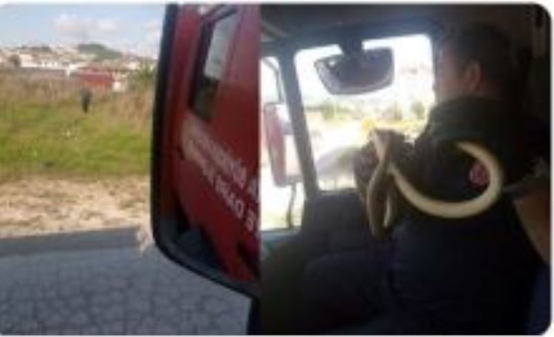 Korkusuz itfaiyeci yılanı elinde taşıdı